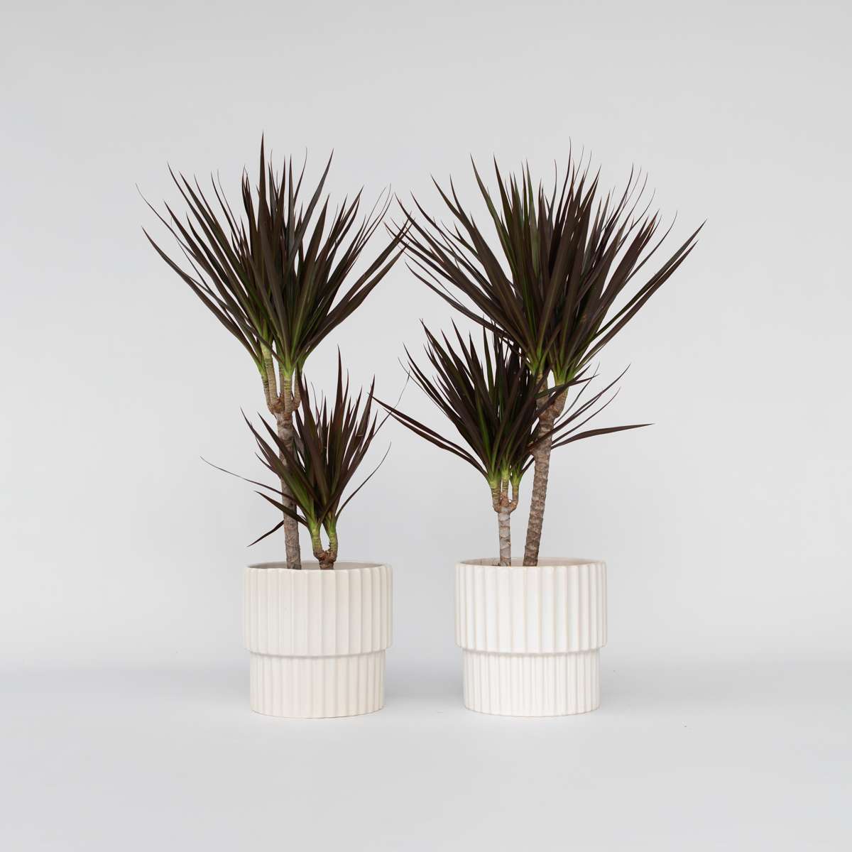 Dracaena marginata Magenta - Set van 2