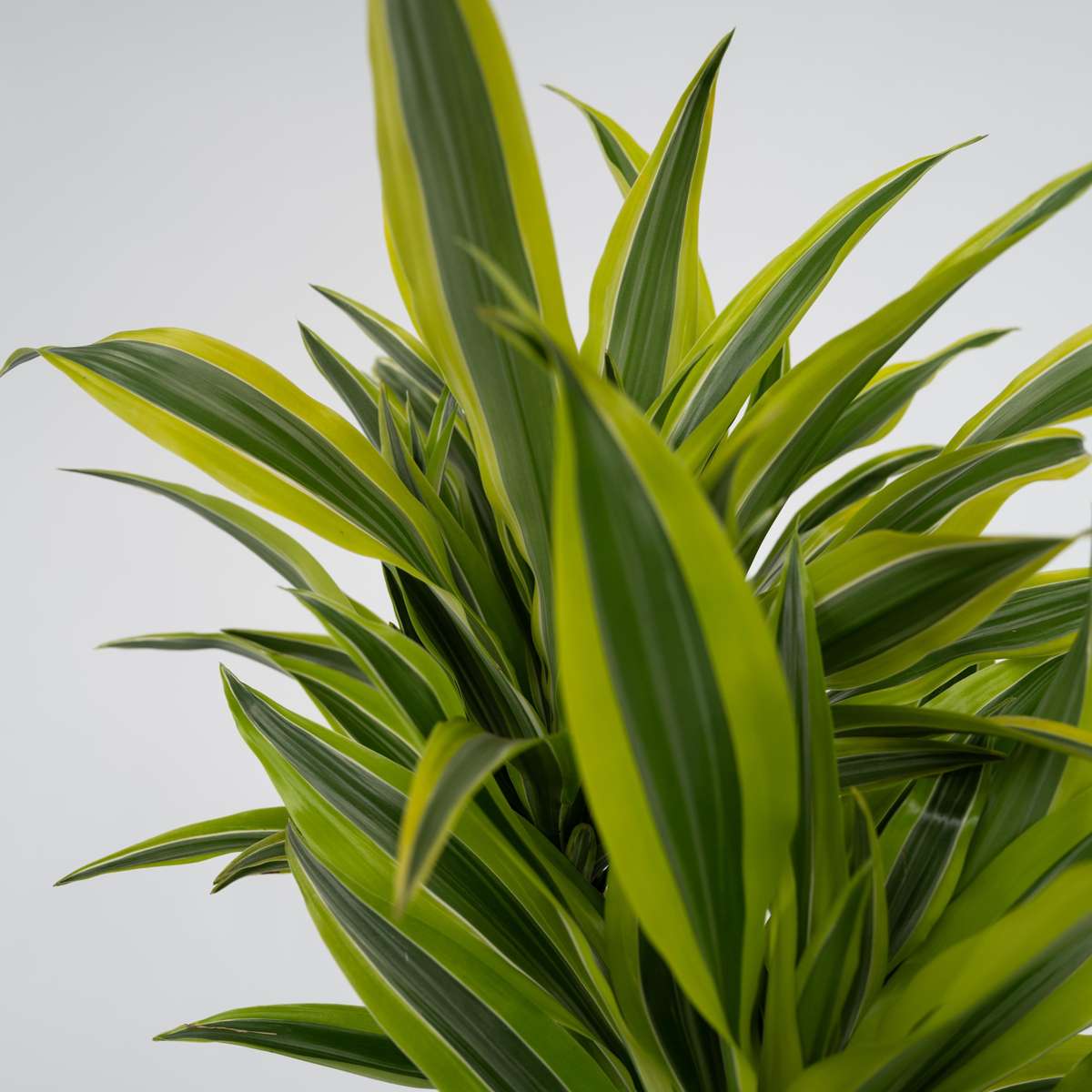 Dracaena deremensis 'Lemon Lime' - Drakenbloedboom