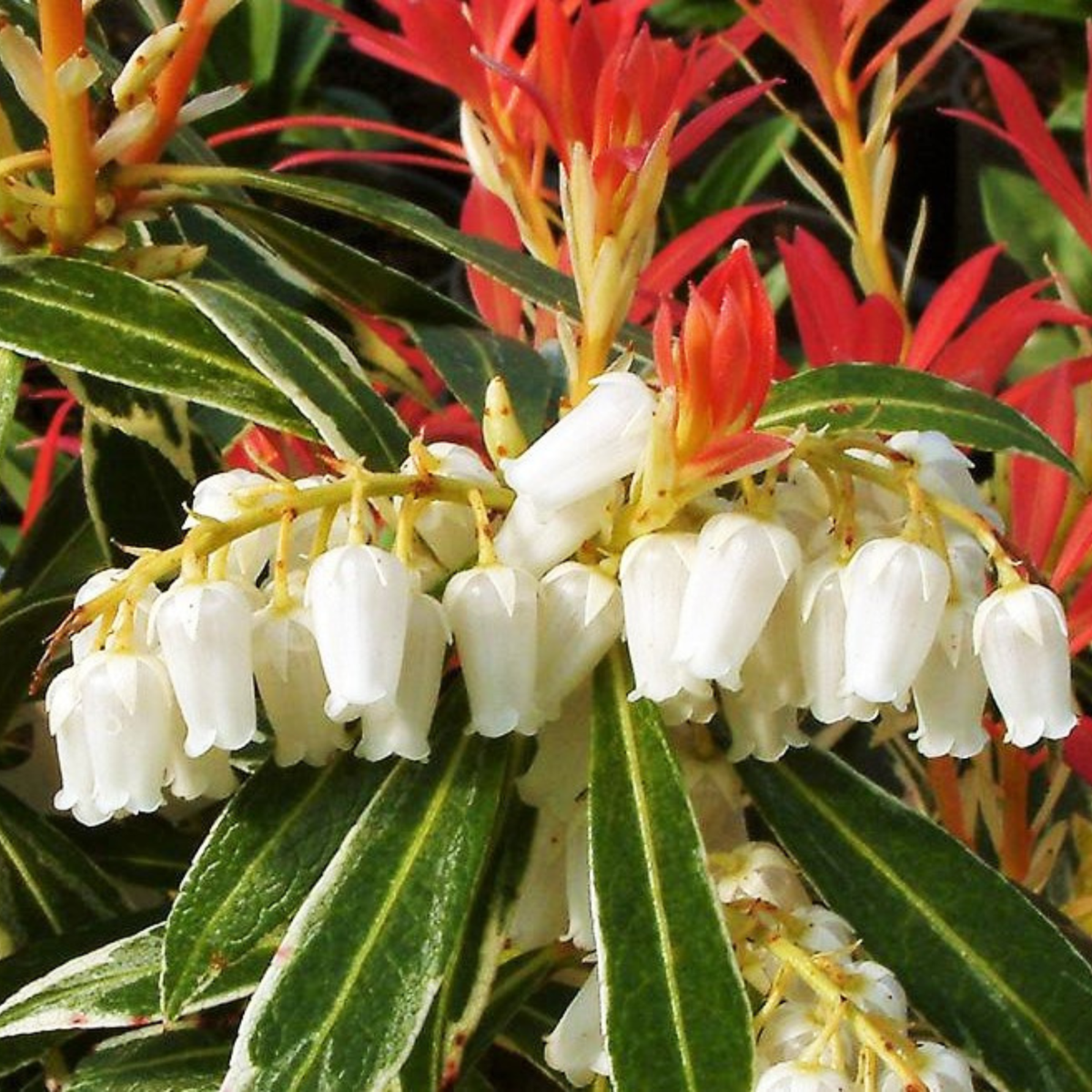 Pieris 'Forest Flame' - Set van 2 - Rotsheide