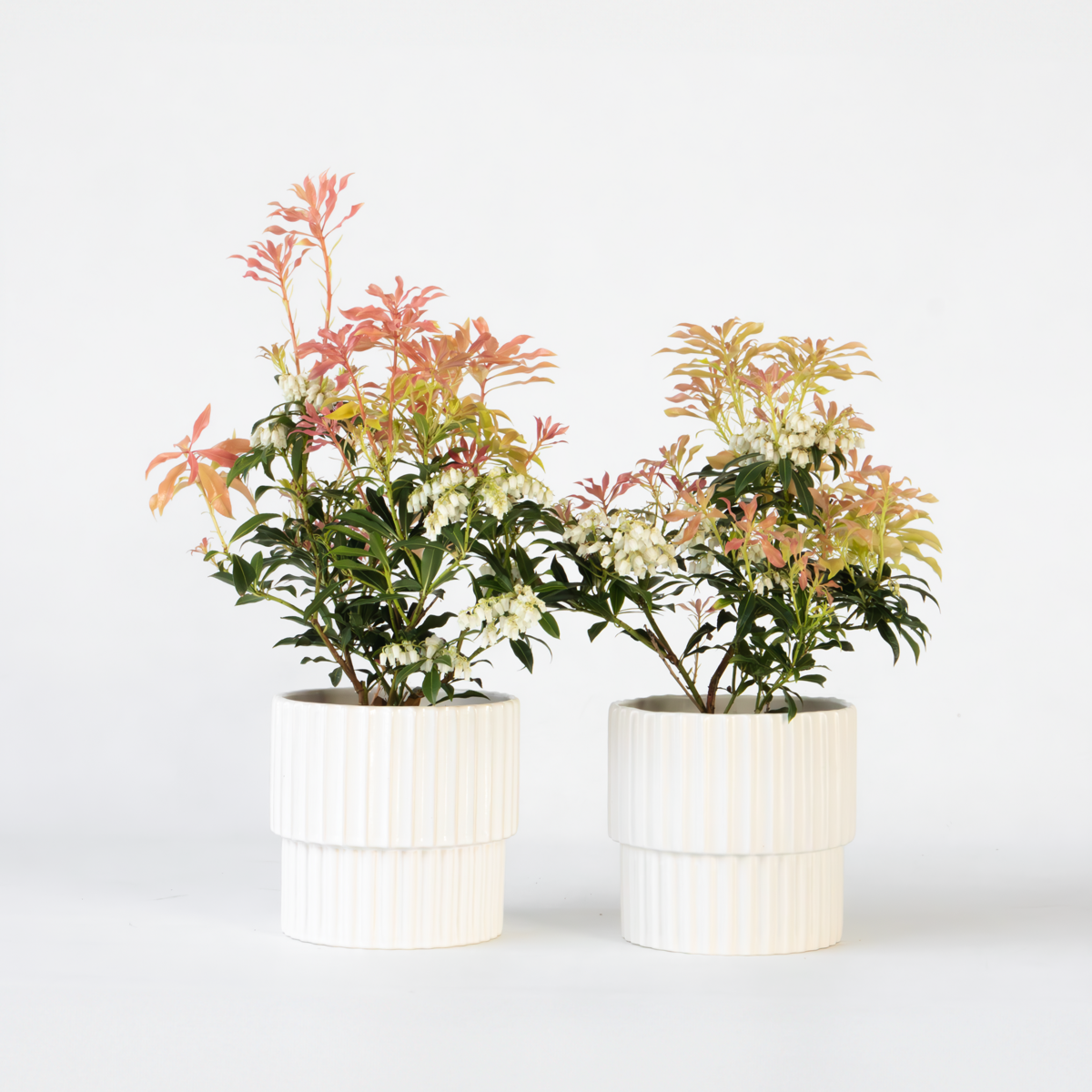Pieris 'Forest Flame' - Set van 2 - Rotsheide