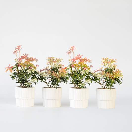 Pieris 'Forest Flame' - Set van 4 - Rotsheide