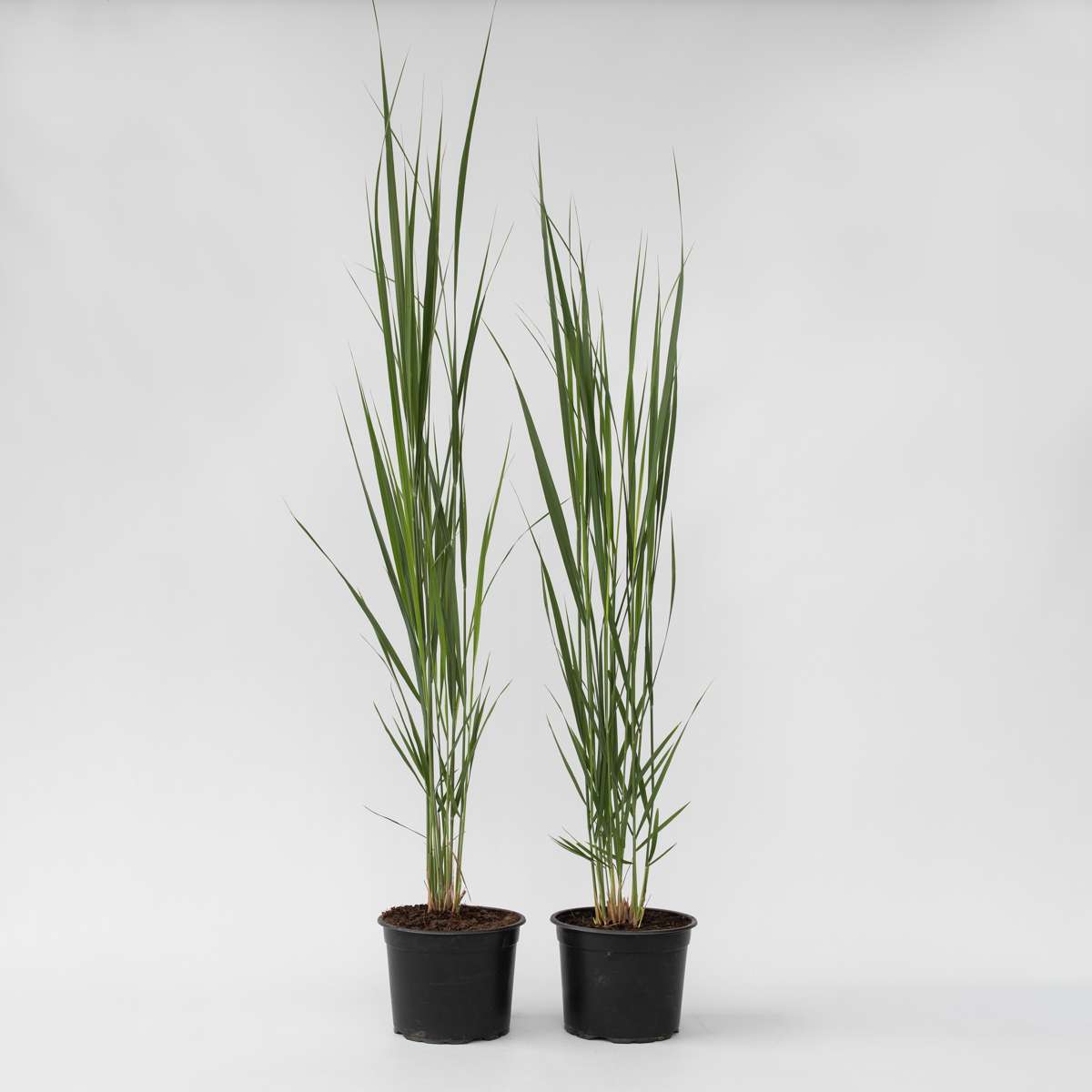 Panicum virgatum 'Northwind' - Set van 2 - Vingergras