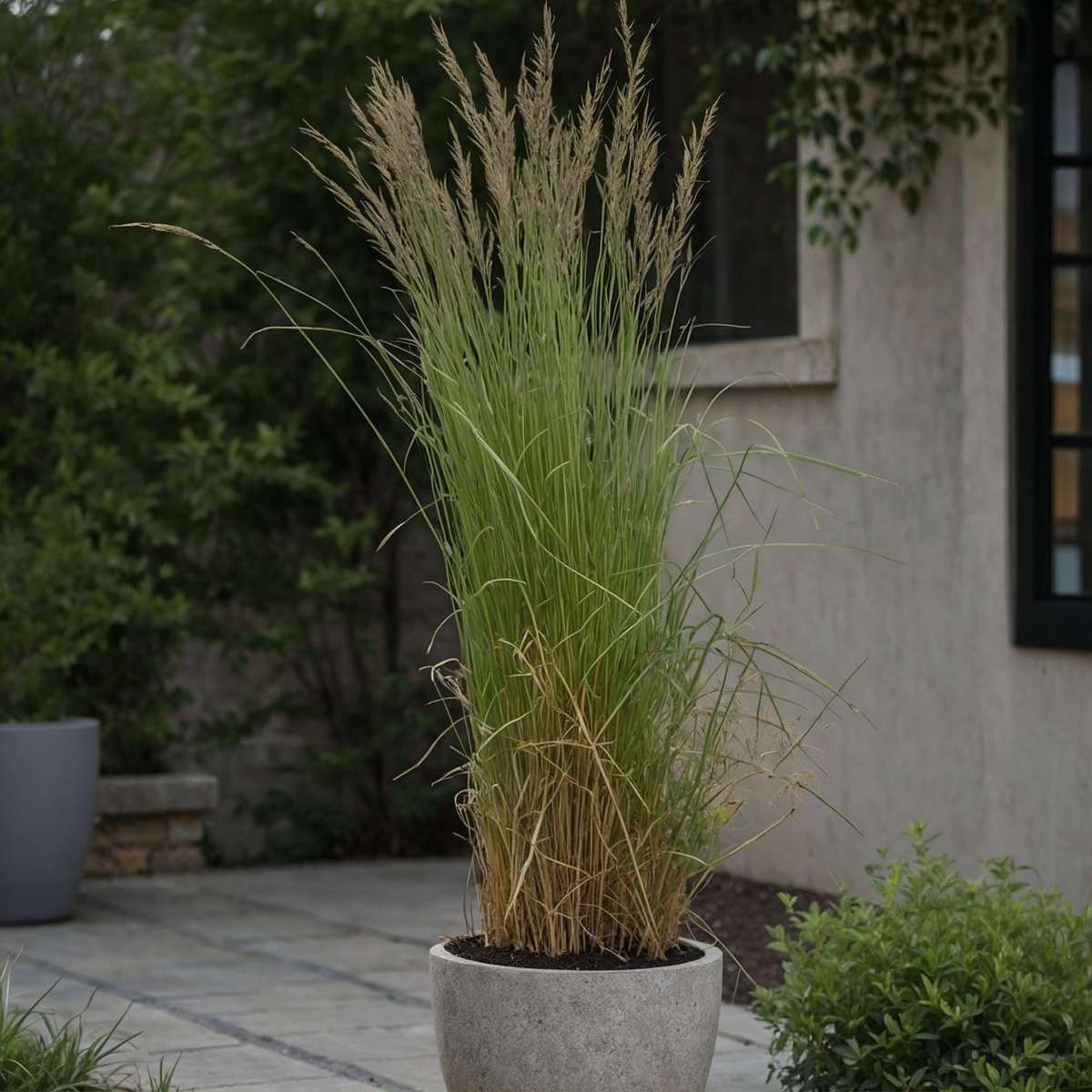 Calamagrostis Overdam - Siergras