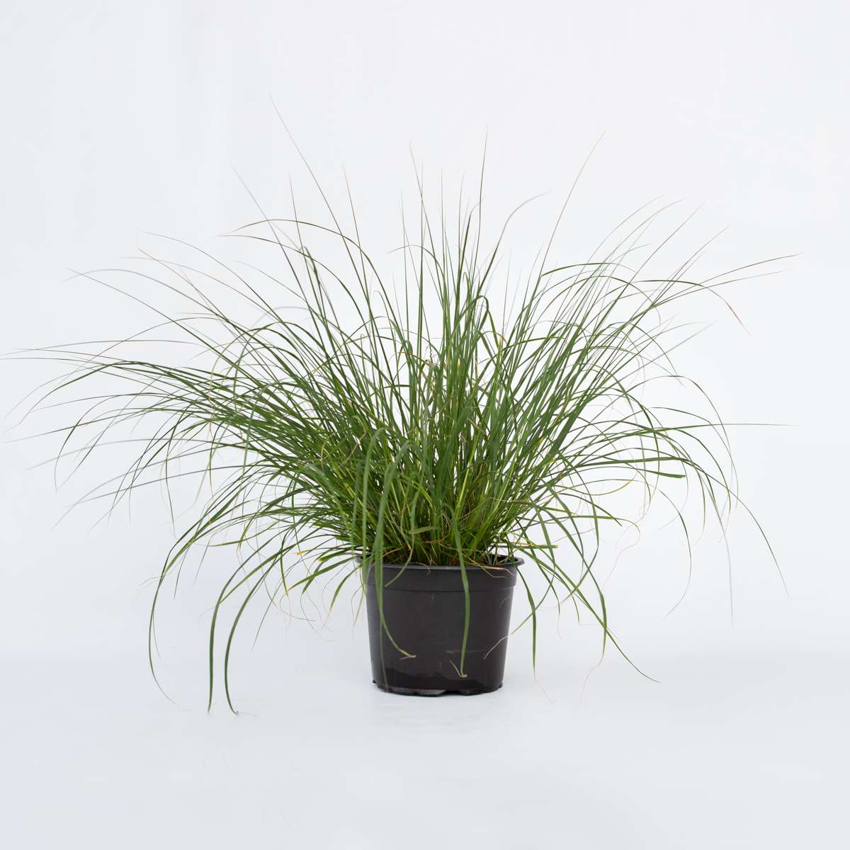Pennisetum alopecuroides - Pennisetum Hameln