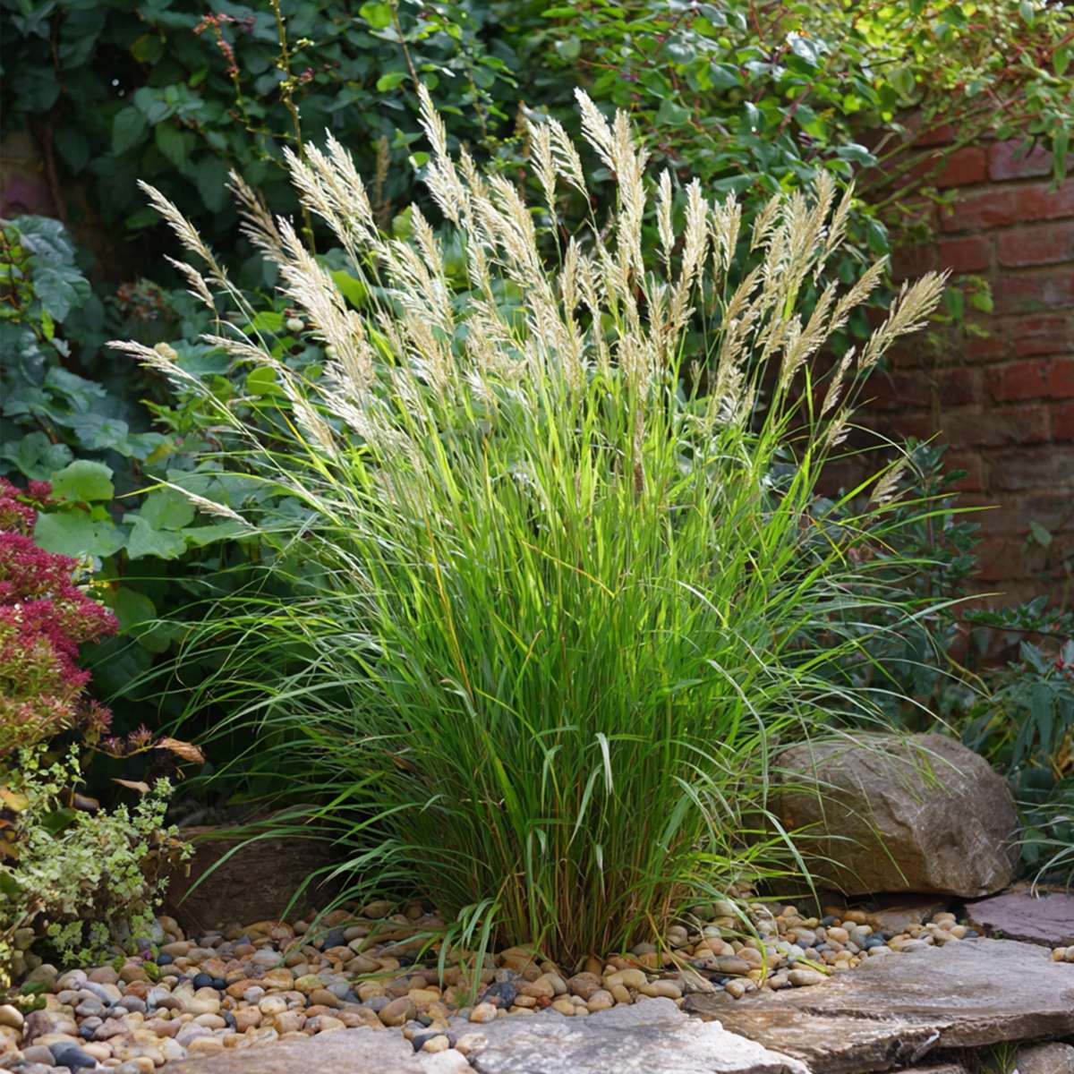 Miscanthus Gracilimus - Siergras
