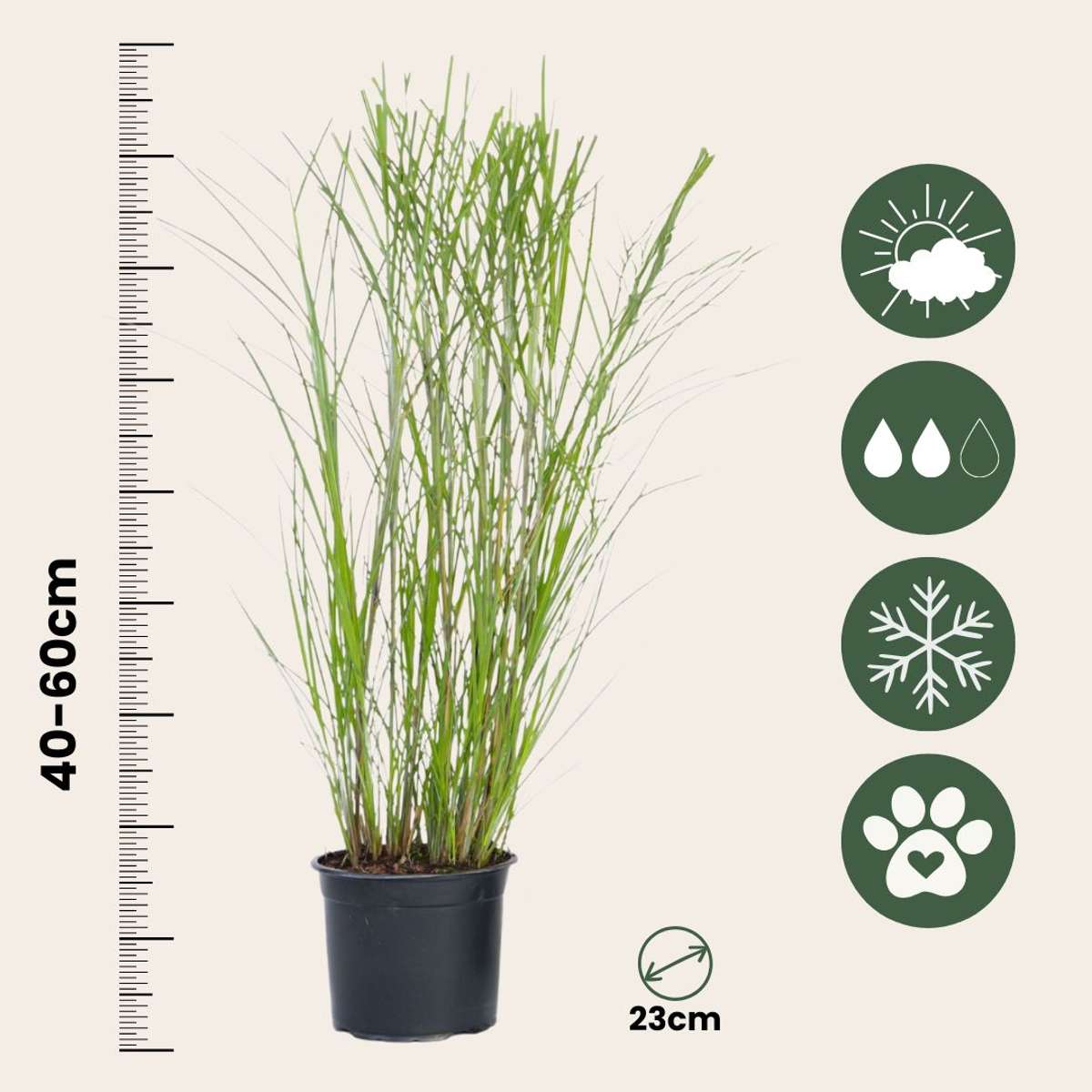 Miscanthus Gracilimus - Siergras