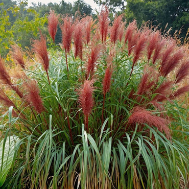 Miscanthus sinensis 'Red Chief' - Siergras
