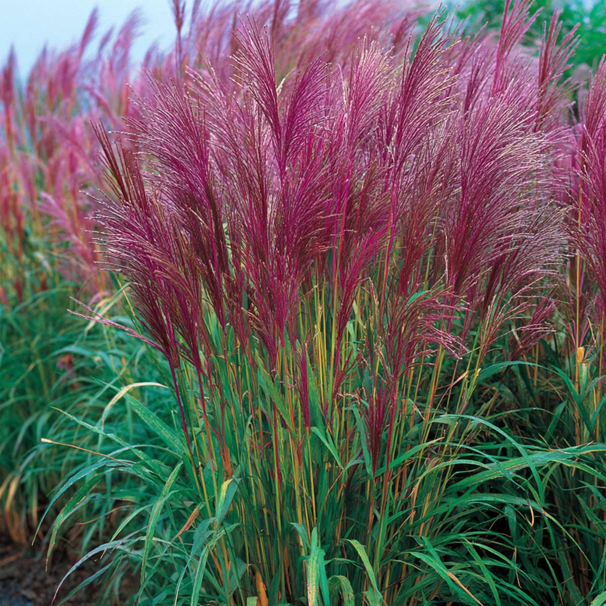 Miscanthus sinensis Red Chief - Siergras - Set van 2
