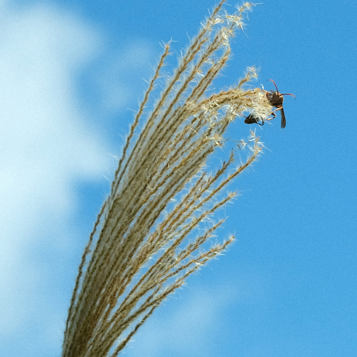 Miscanthus sinensis 'Kleine Silberspinne'
