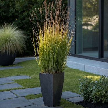 Panicum virgatum 'Heavy Metal' - Set van 2 - Vingergras