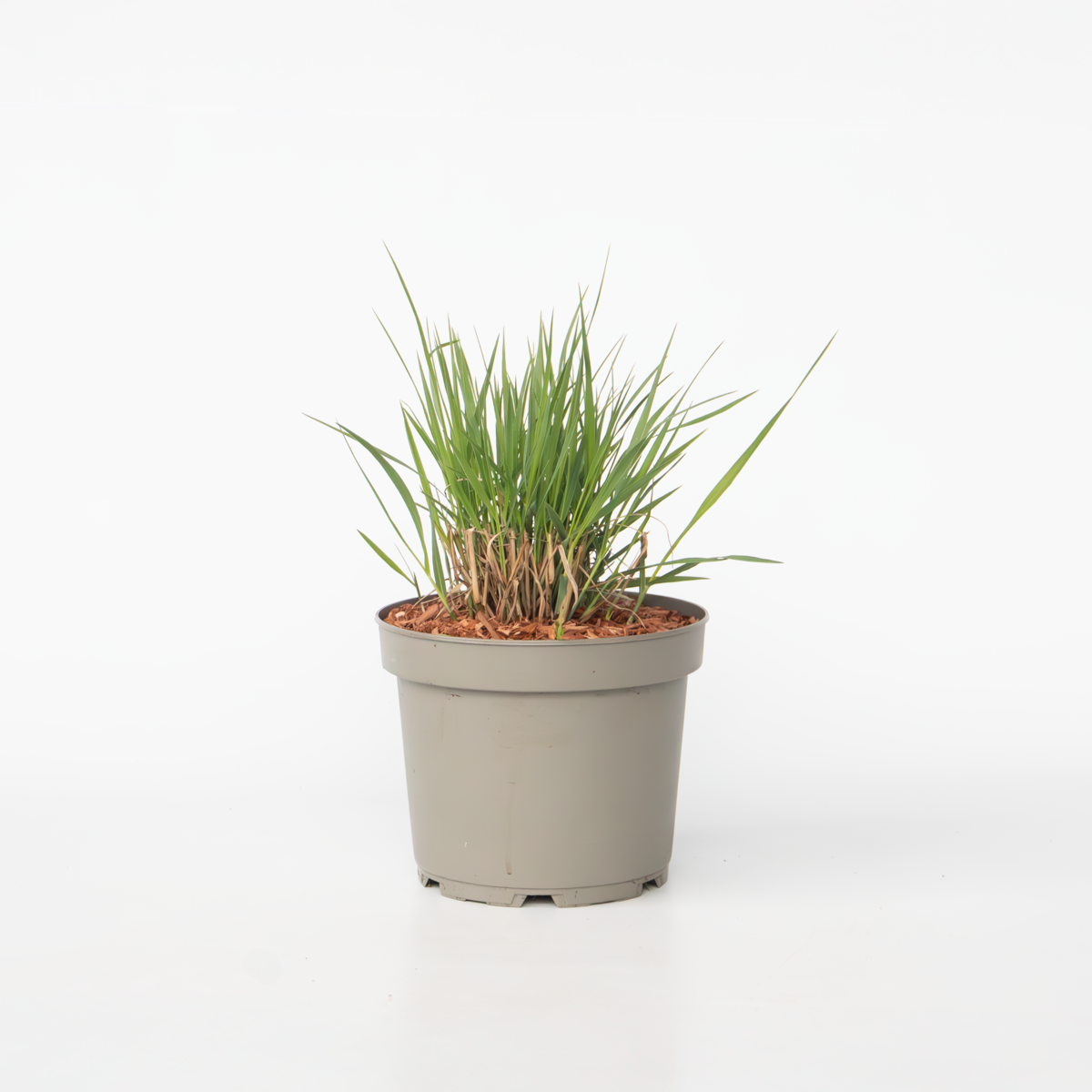 Panicum virgatum 'Heavy Metal' - Vingergras