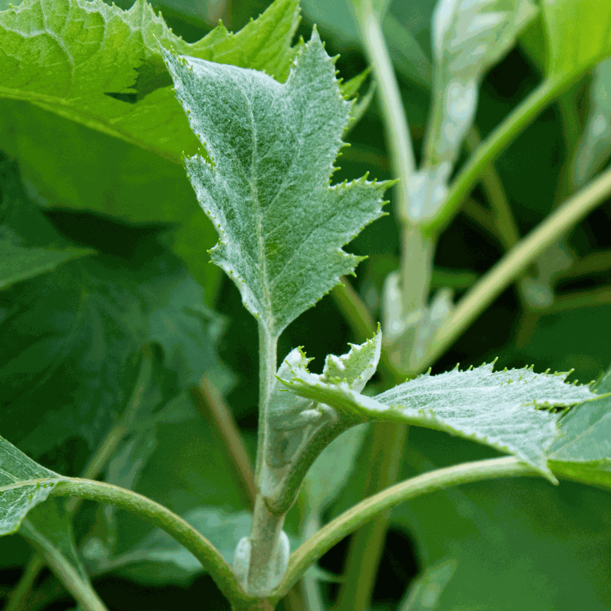 Hydrangea 'Ice Crystal' - Hortensia