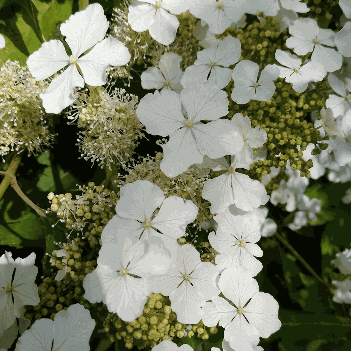 Hydrangea 'Ice Crystal' - 2 Stuks - Hortensia