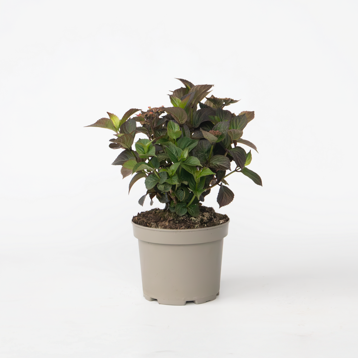 Hydrangea 'Dare Devil' - Hortensia