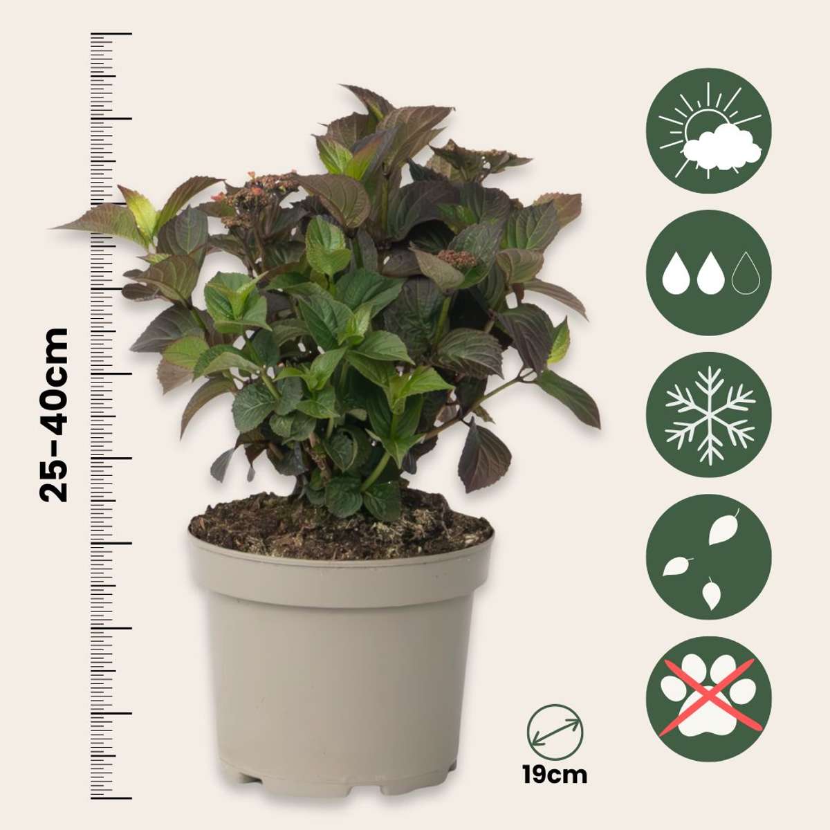 Hydrangea 'Dare Devil' - Hortensia