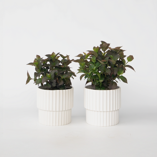 Hydrangea 'Dare Devil' - 2 Stuks - Hortensia