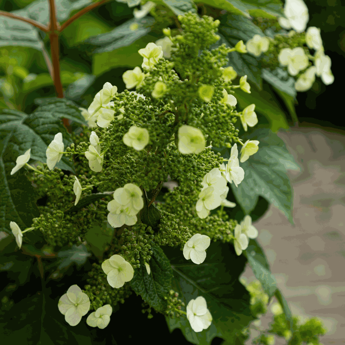 Hydrangea 'Toy Soldier' - Hortensia
