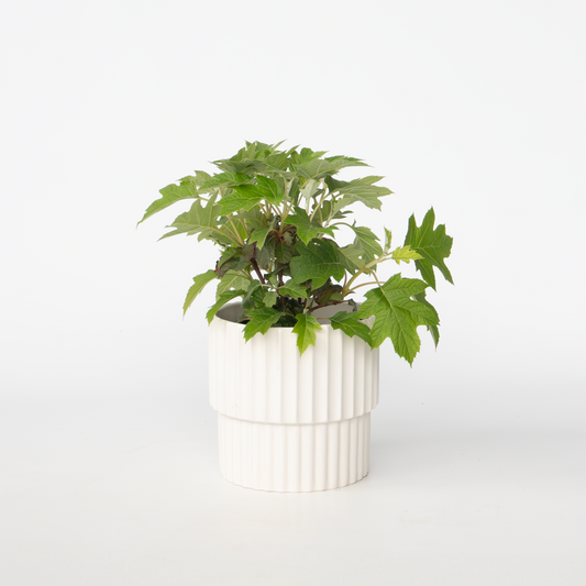 Hydrangea 'Toy Soldier' - Hortensia