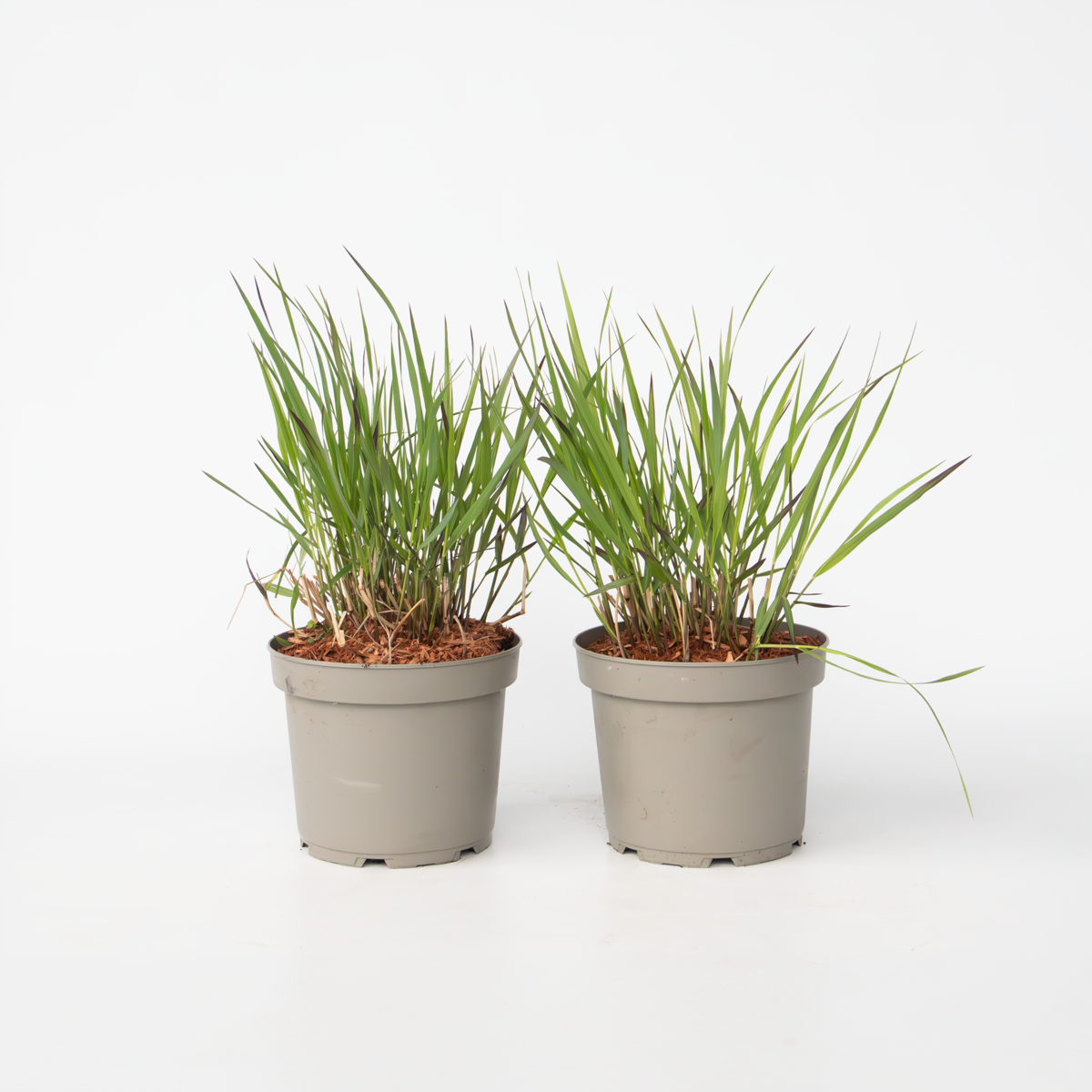 Panicum virgatum 'Squaw' - 2 stuks - Siergras