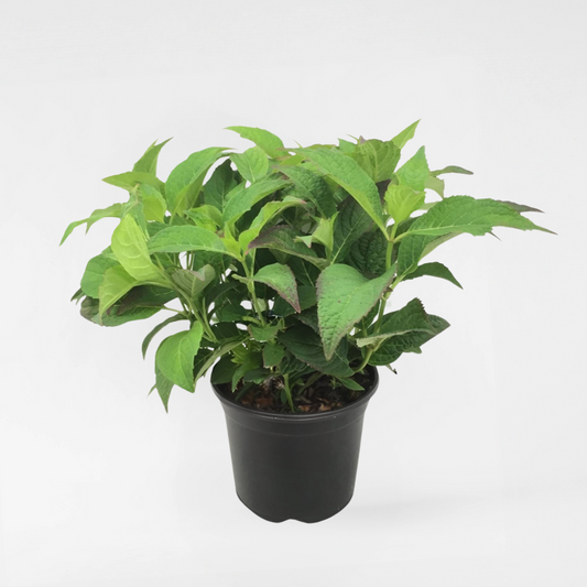 Hydrangea 'Zomerglans' - Hortensia - Blauw