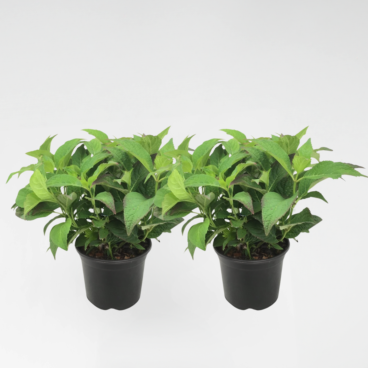 Hydrangea 'Zomerglans' - Set van 2 - Hortensia