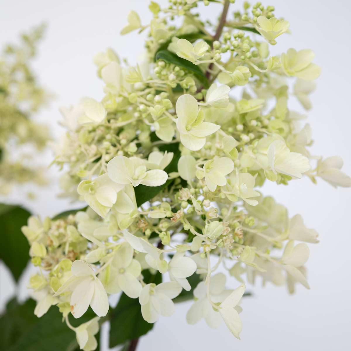 Hydrangea 'Candlelight' - Hortensia