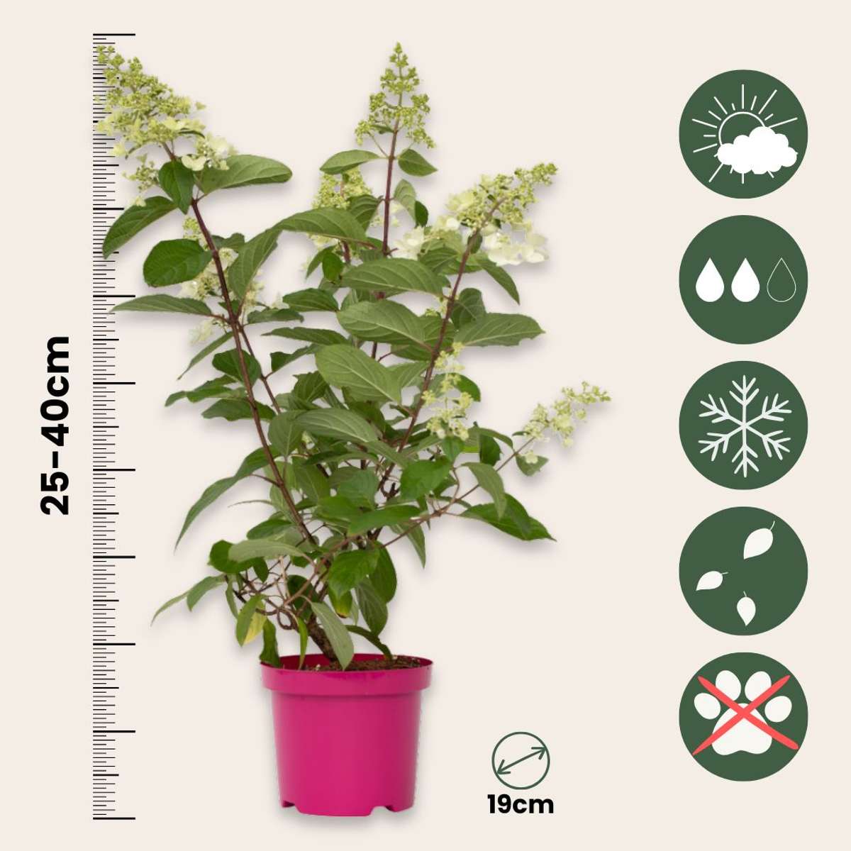 Hydrangea 'Pinky Winky' - Set van 2 - Pluimhortensia