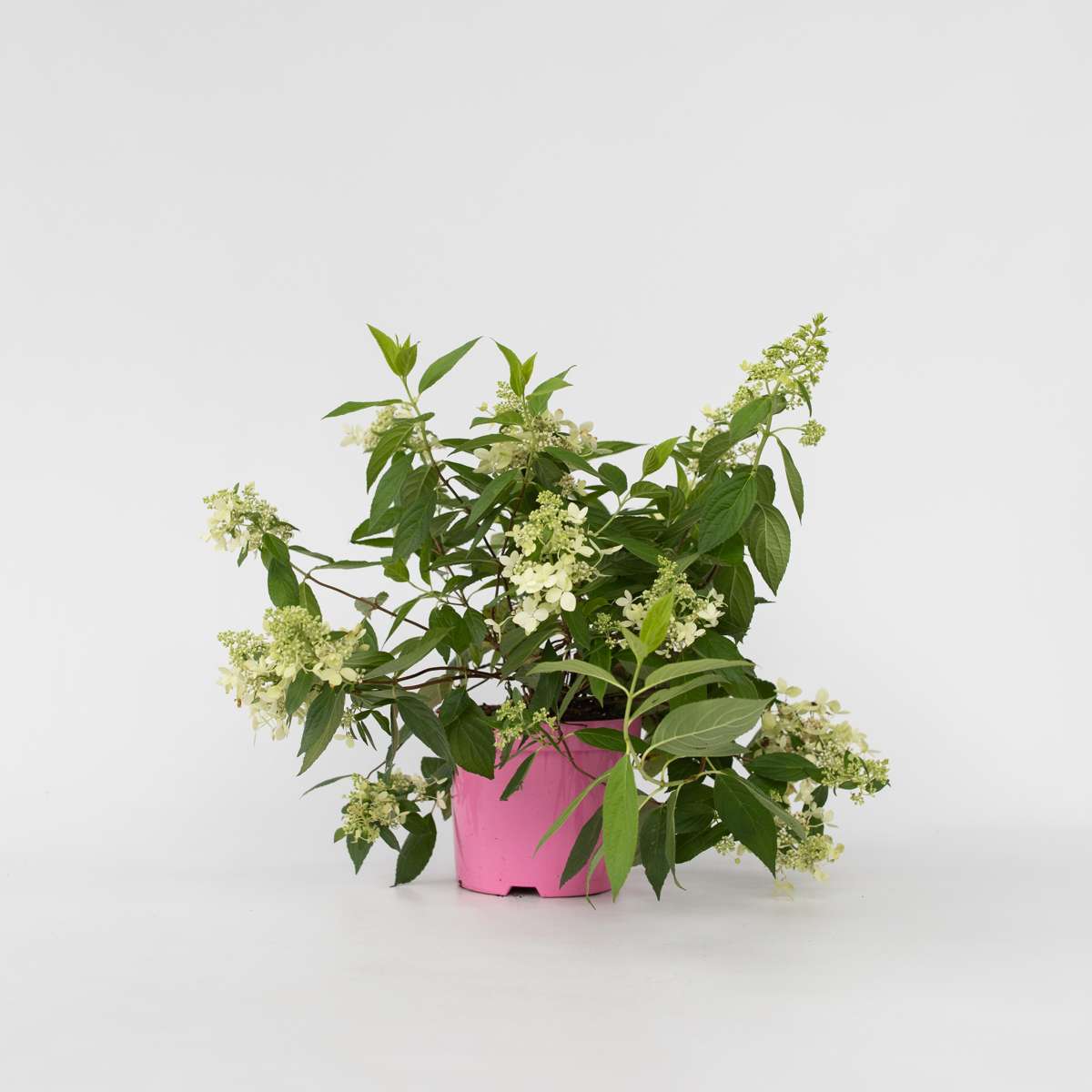 Hydrangea 'Confetti' - Hortensia