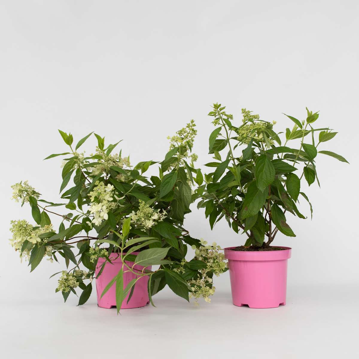 Hydrangea 'Confetti' - Set van 2 - Hortensia