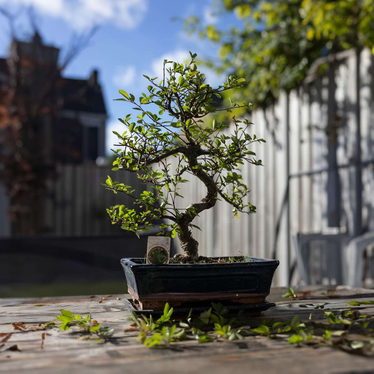 Bonsai 'Carmona' - S-vormig - S