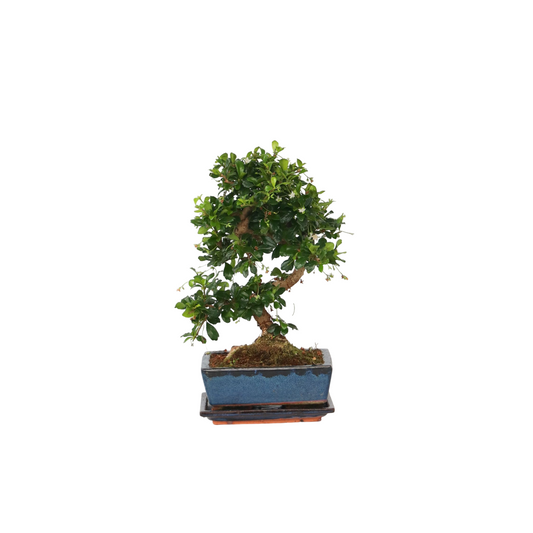 Bonsai 'Carmona' - S-vormig - S
