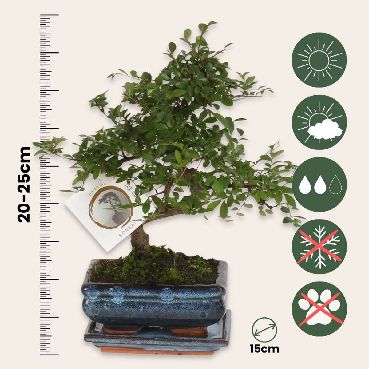 Bonsai 'Zelkova' - S-vormig - S