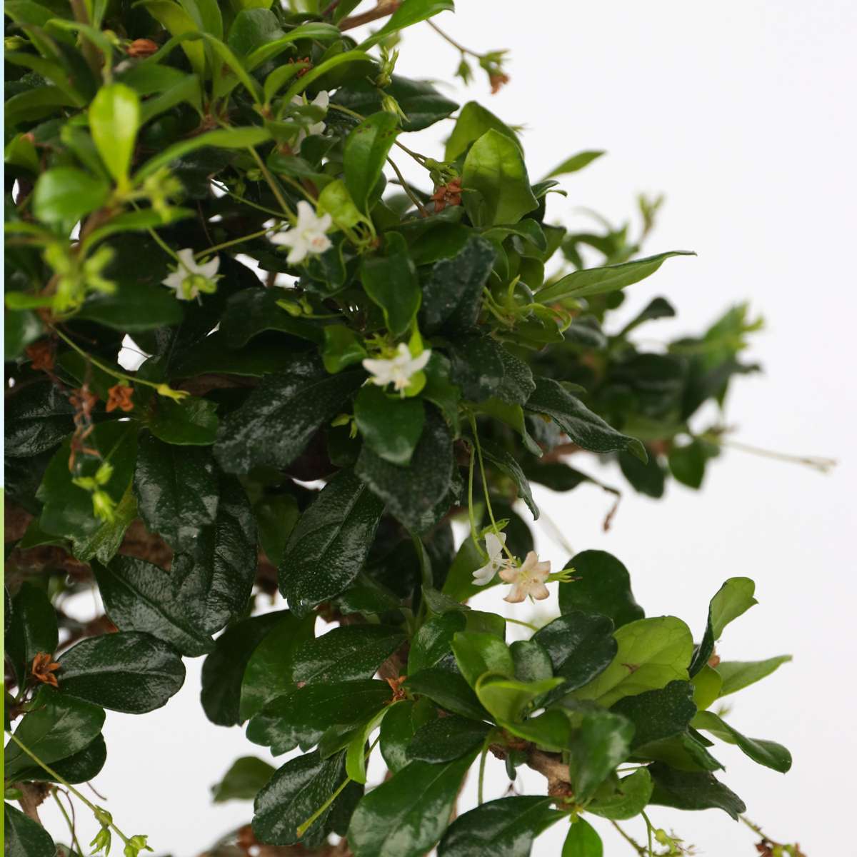 Bonsai 'Carmona Ball' - S