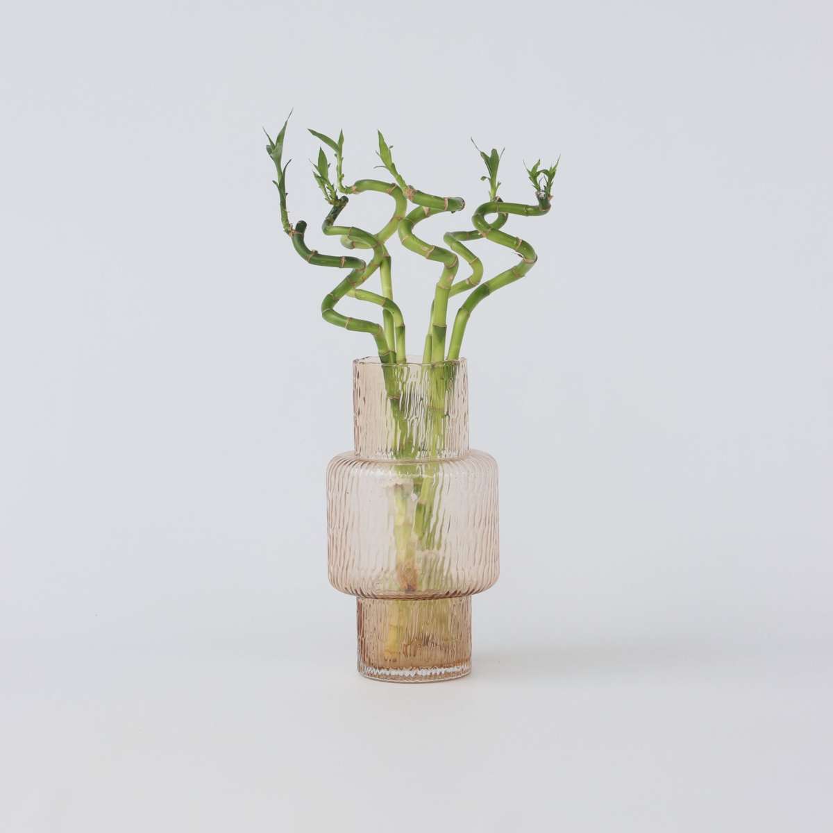 Dracaena sanderiana - Set van 6 - Geluksbamboe