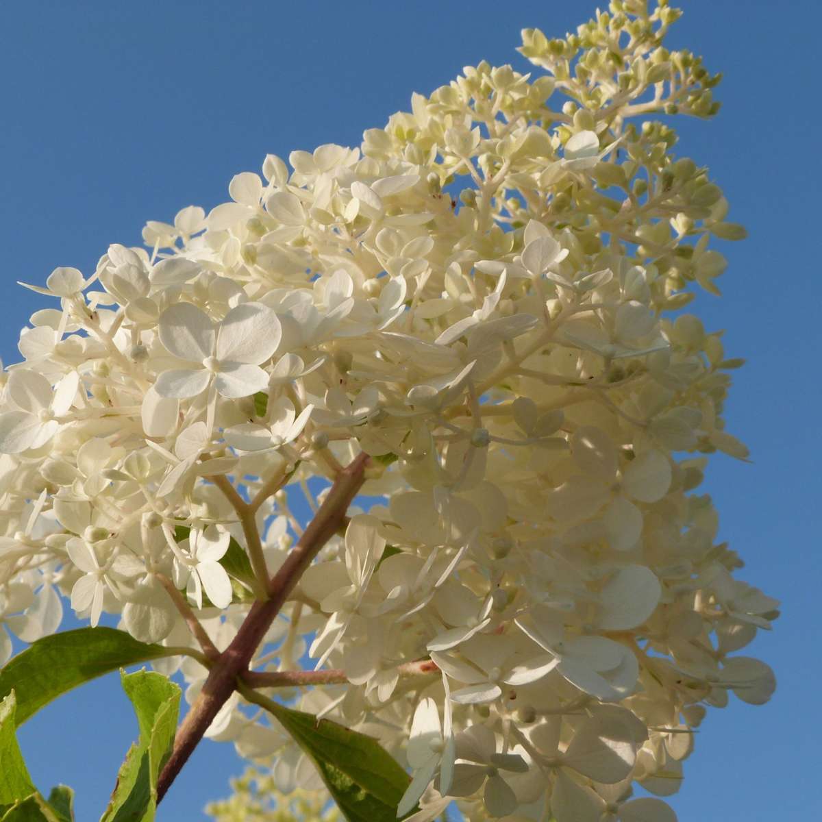 Hydrangea - Mix van 3 - Hortensia