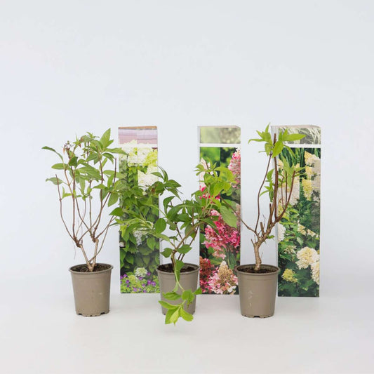 Hydrangea - Mix van 3 - Hortensia