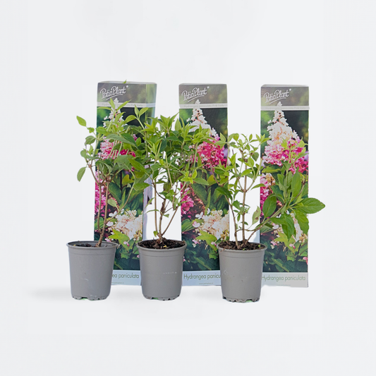 Hortensia 'Pink Lady' - Set van 3