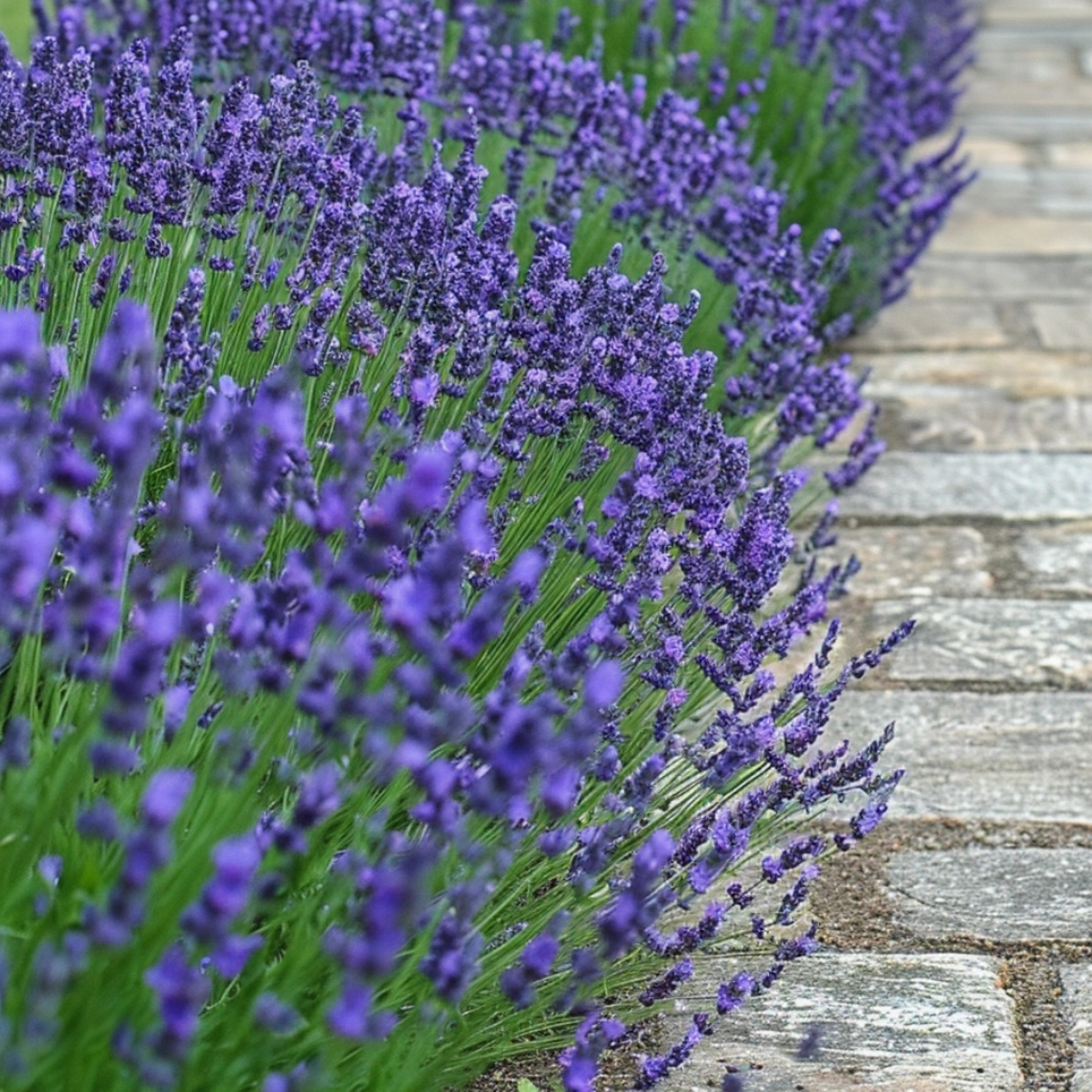 Lavendelplant - Lavandula angustifolia - Set van 12