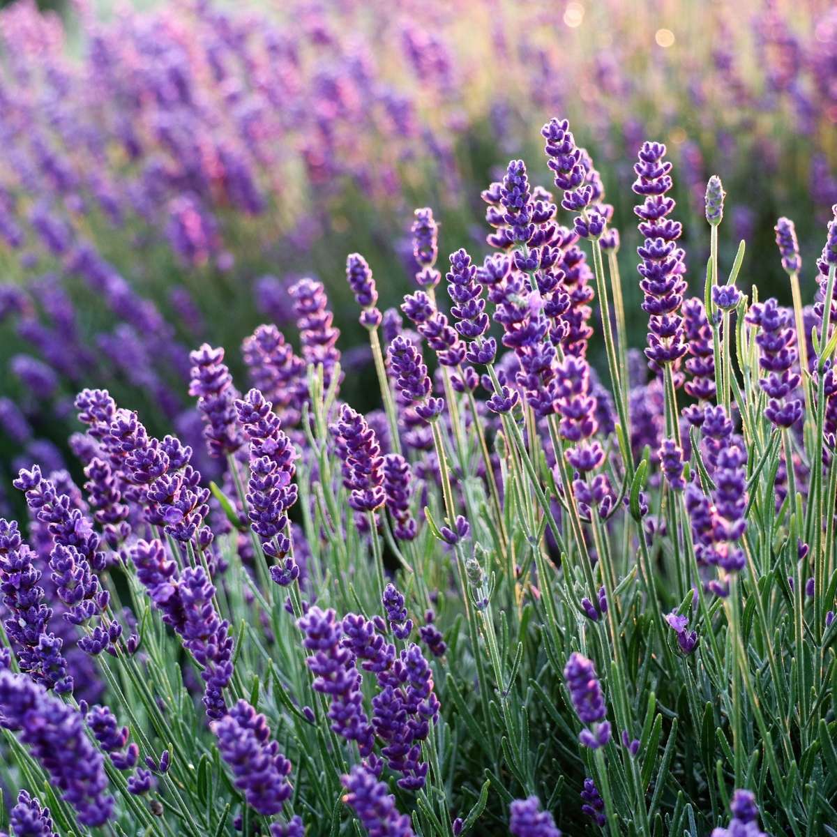 Lavendelplant - Lavandula angustifolia - Set van 12