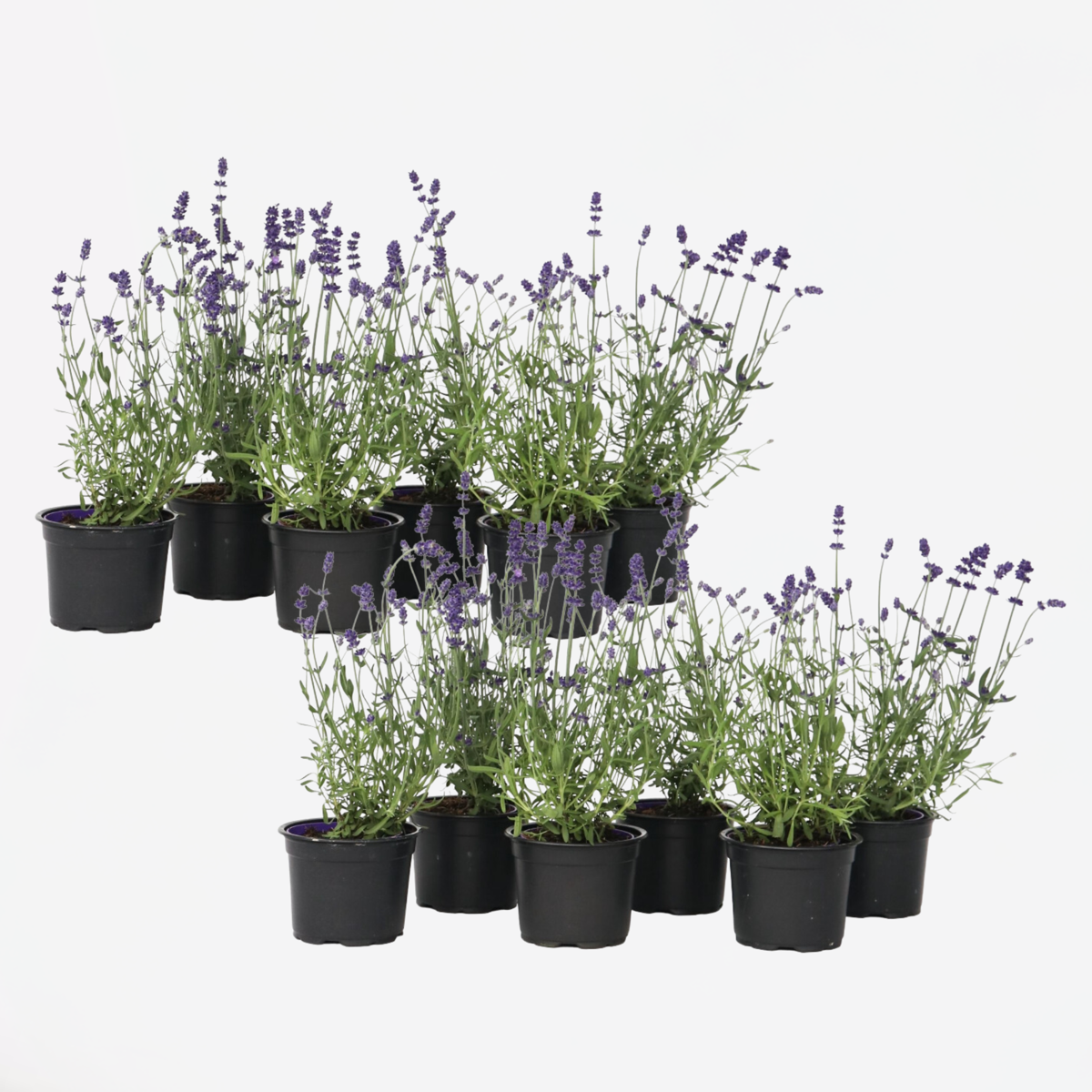 Lavendelplant - Lavandula angustifolia - Set van 12