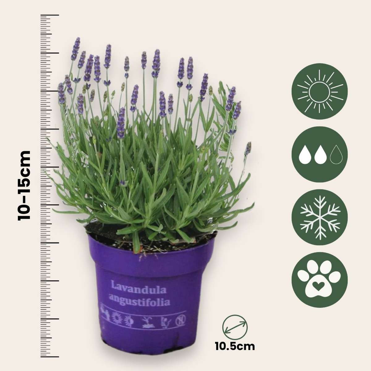 Lavendelplant - Lavandula angustifolia - Set van 12