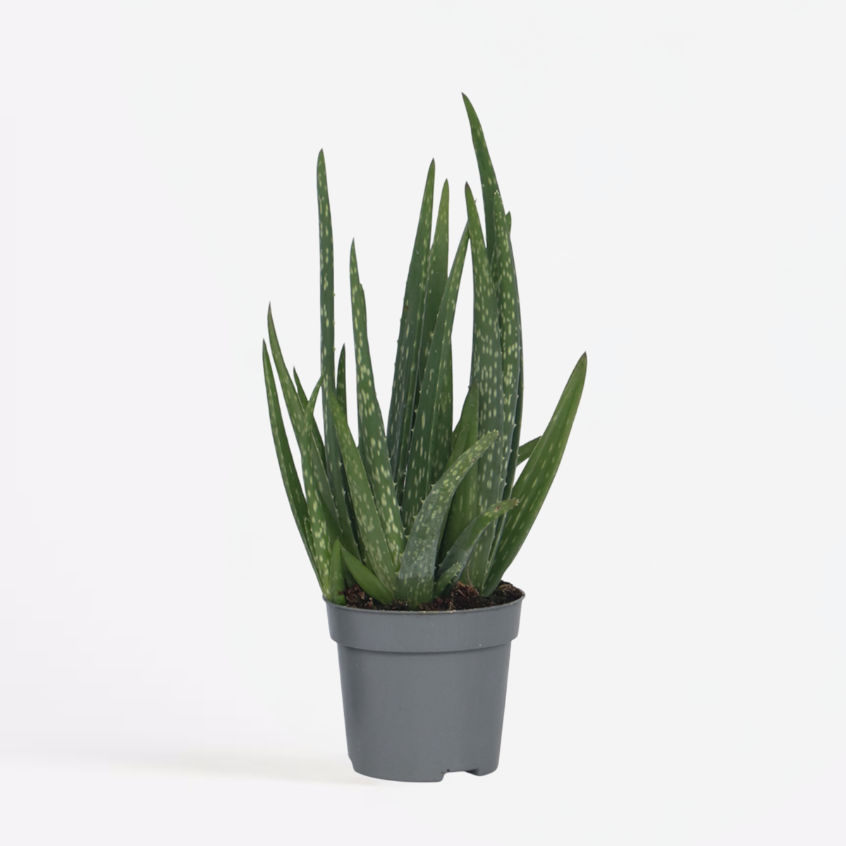 Aloe barbadensis - Aloe Vera