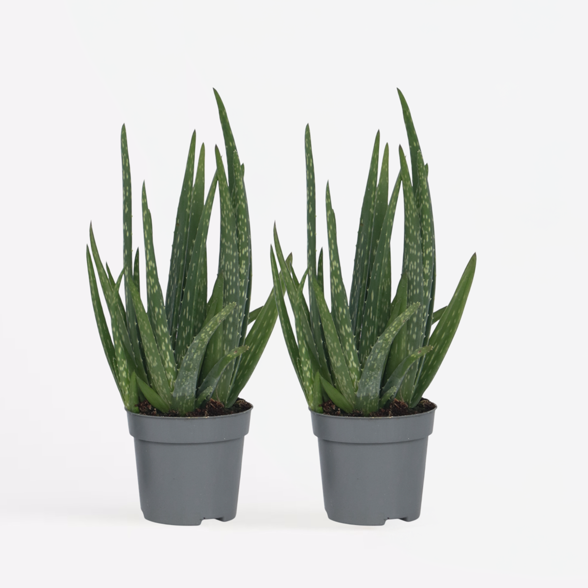 Aloë Vera - Set van 2 - Vetplant