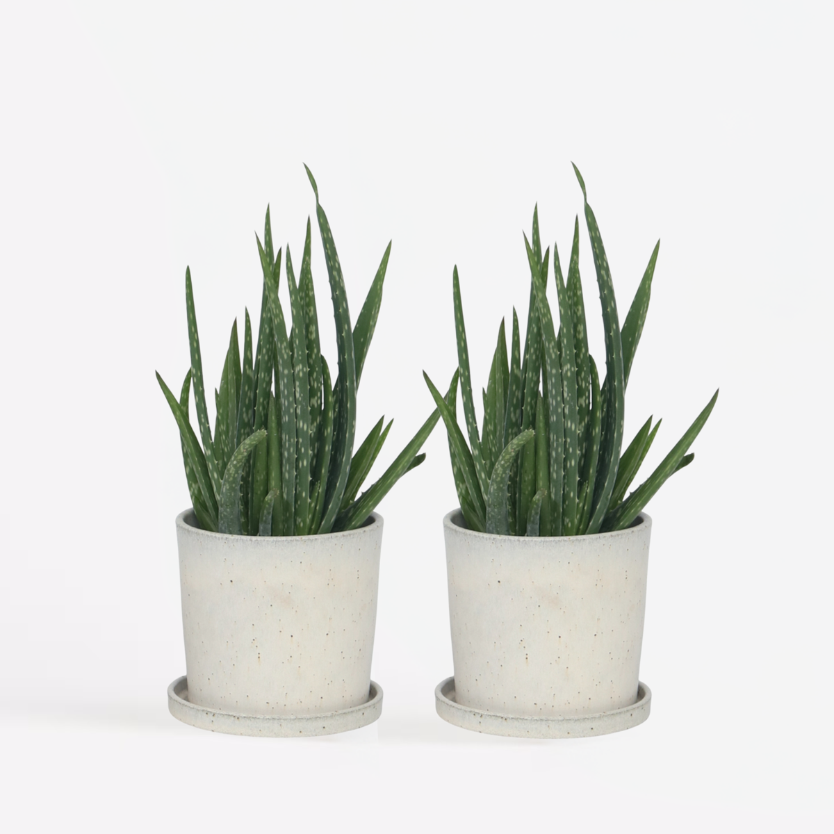 Aloë Vera - Set van 2 - Vetplant