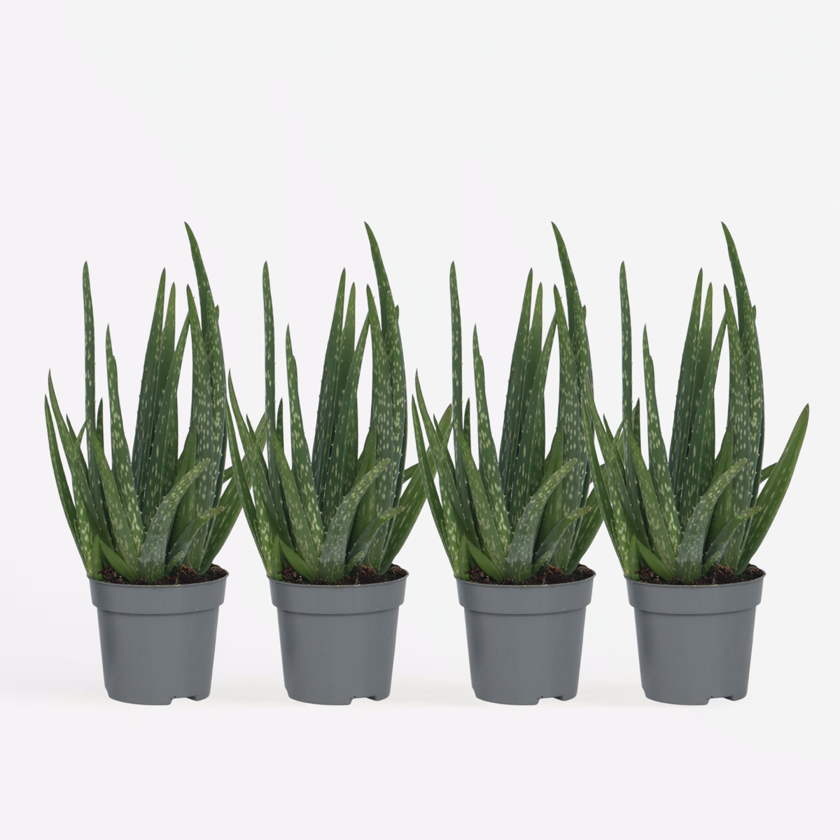 Aloë Vera - Set van 4 - Vetplant