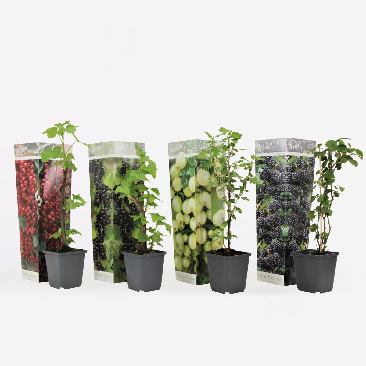 Bessenmix - Mix van 4 - Bessenplanten