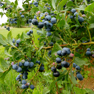 Blauwe bes - Set van 3 - Bessenplant