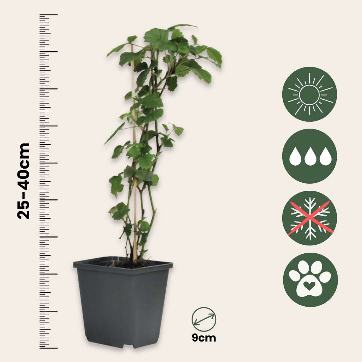Brugmansia - Mix van 6