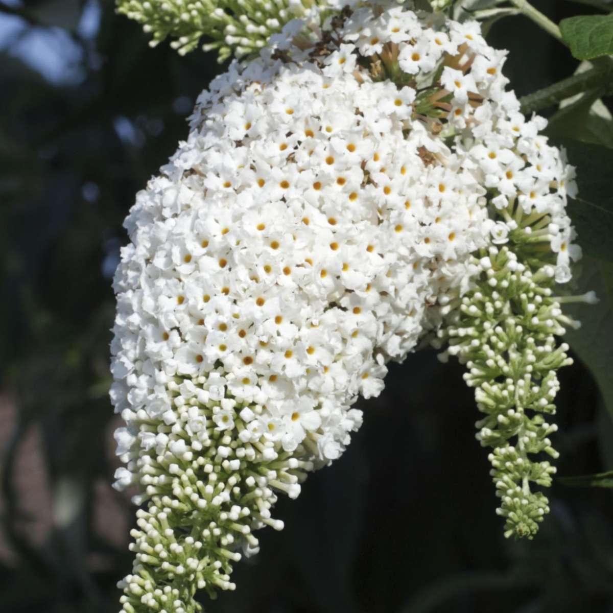 Buddleja - Mix van 3 - Vlinderstruik