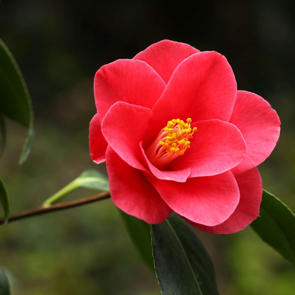 Camellia japonica 'Dr. King' - Japanse Roos